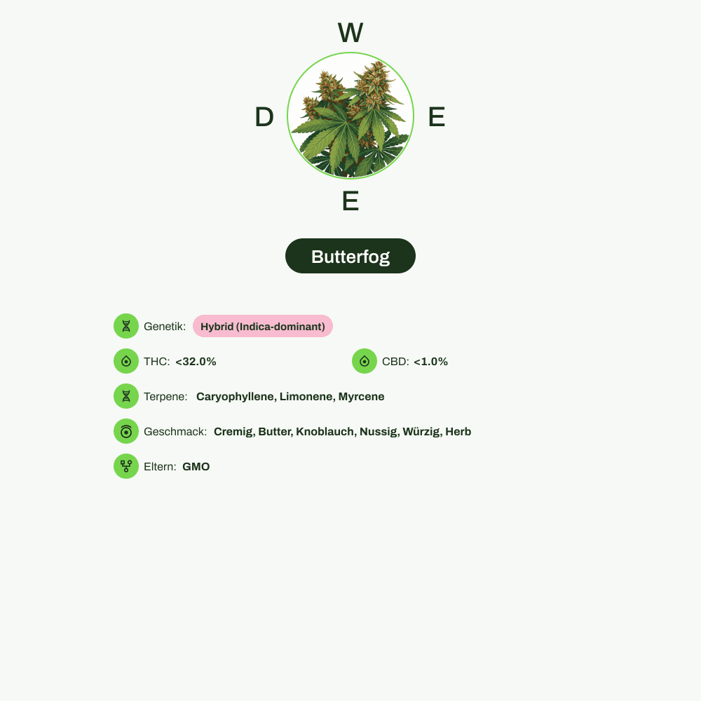 Infografik über THC-Gehalt, CBD-Gehalt, Terpene, Wirkungen, Geschmack von Butterfog