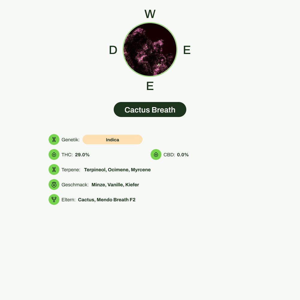 Infografik über THC-Gehalt, CBD-Gehalt, Terpene, Wirkungen, Geschmack von Cactus Breath