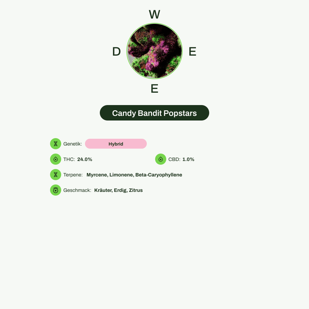 Infografik über THC-Gehalt, CBD-Gehalt, Terpene, Wirkungen, Geschmack von Candy Bandit Popstars