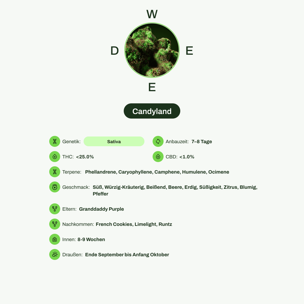 Infografik über THC-Gehalt, CBD-Gehalt, Terpene, Wirkungen, Geschmack von Candyland
