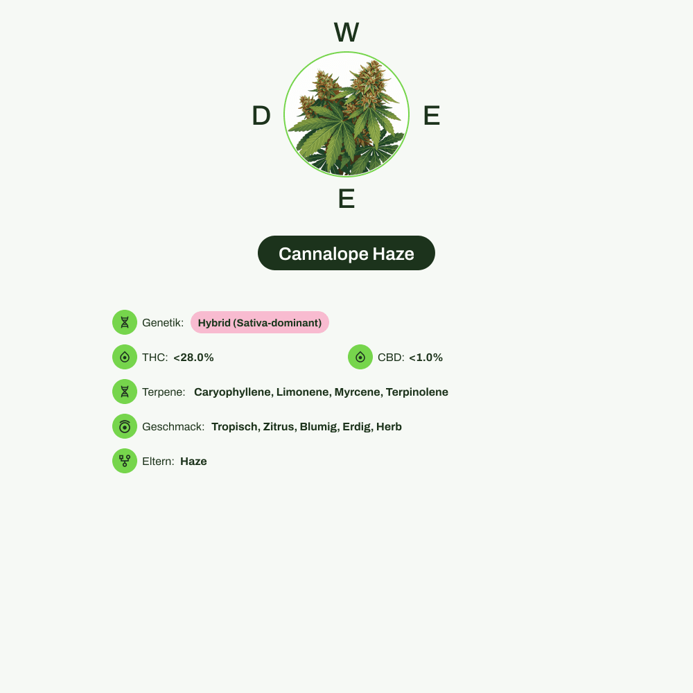 Infografik über THC-Gehalt, CBD-Gehalt, Terpene, Wirkungen, Geschmack von Cannalope Haze