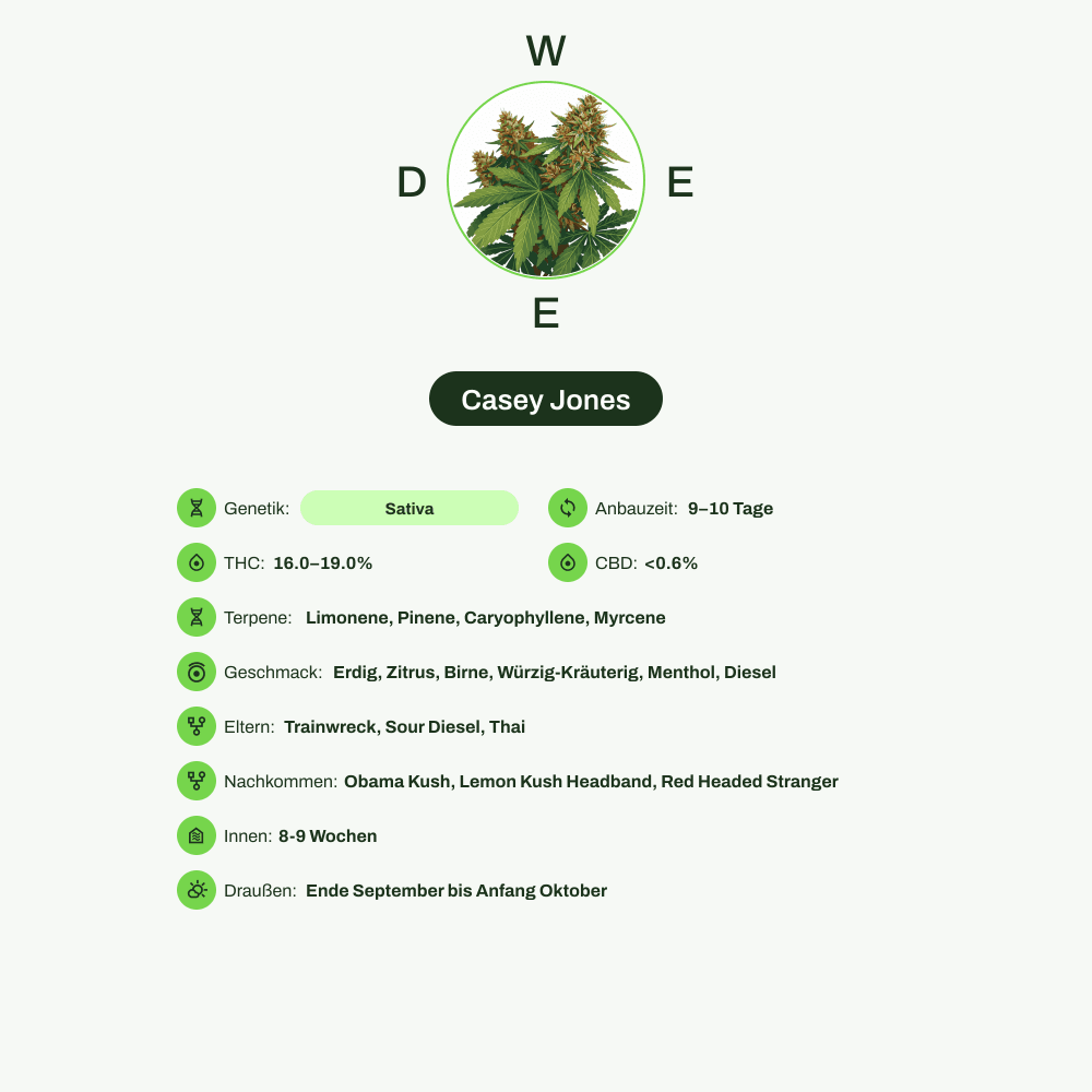 Infografik über THC-Gehalt, CBD-Gehalt, Terpene, Wirkungen, Geschmack von Casey Jones