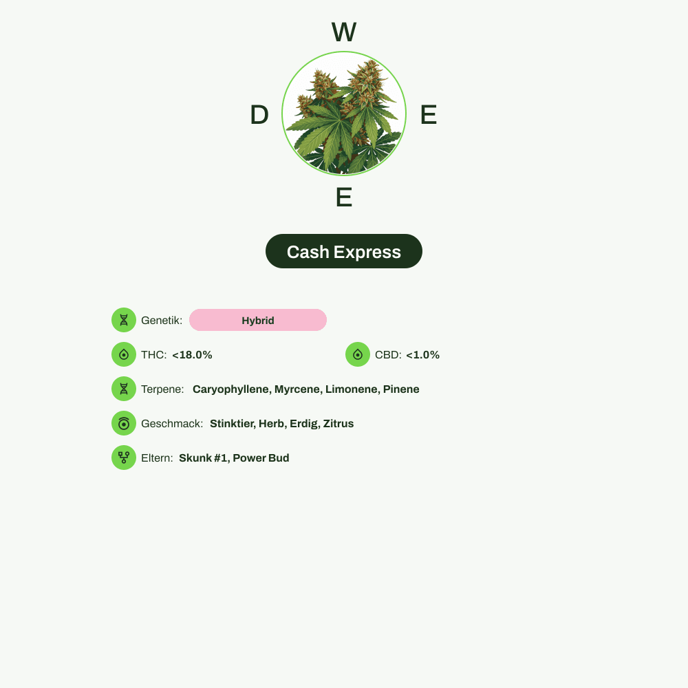 Infografik über THC-Gehalt, CBD-Gehalt, Terpene, Wirkungen, Geschmack von Cash Express