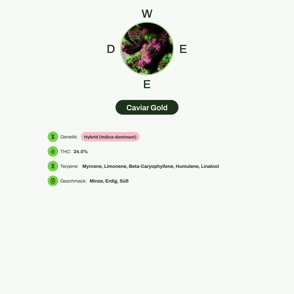 Infografik über THC-Gehalt, CBD-Gehalt, Terpene, Wirkungen, Geschmack von Caviar Gold