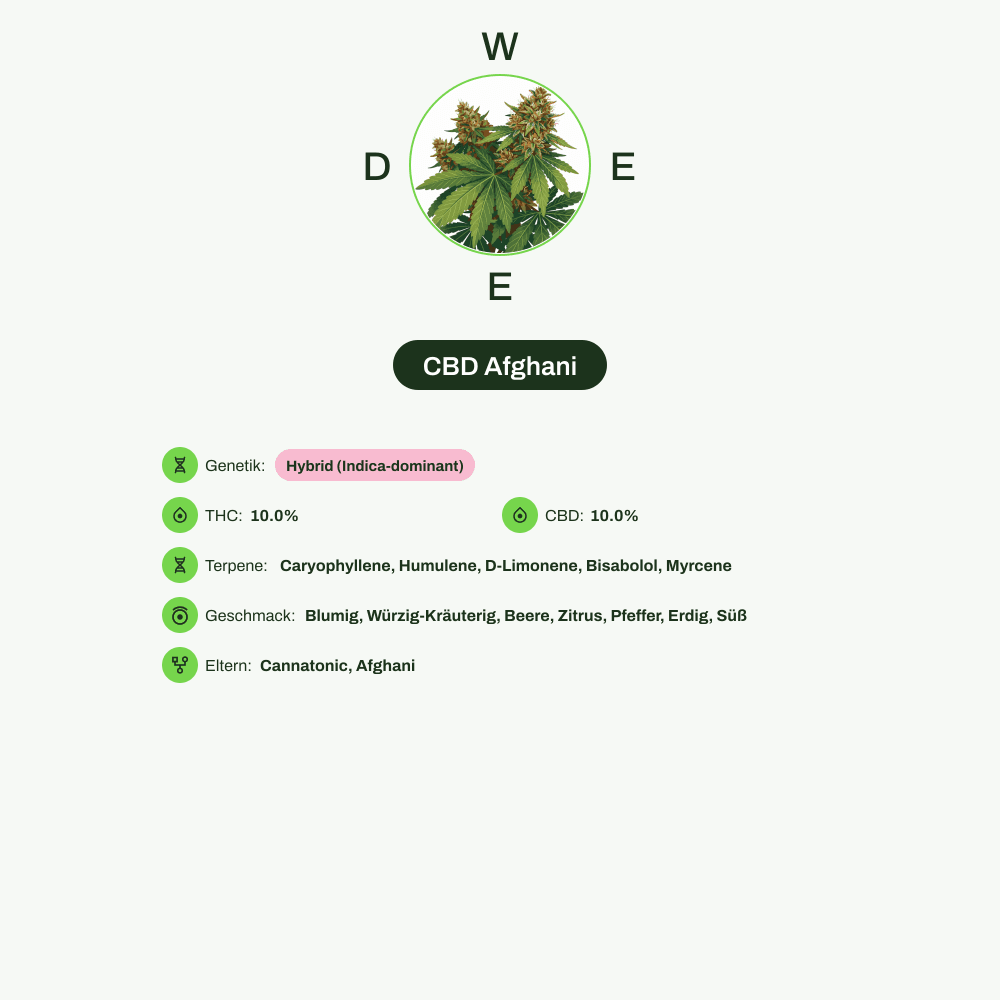Infografik über THC-Gehalt, CBD-Gehalt, Terpene, Wirkungen, Geschmack von CBD Afghani