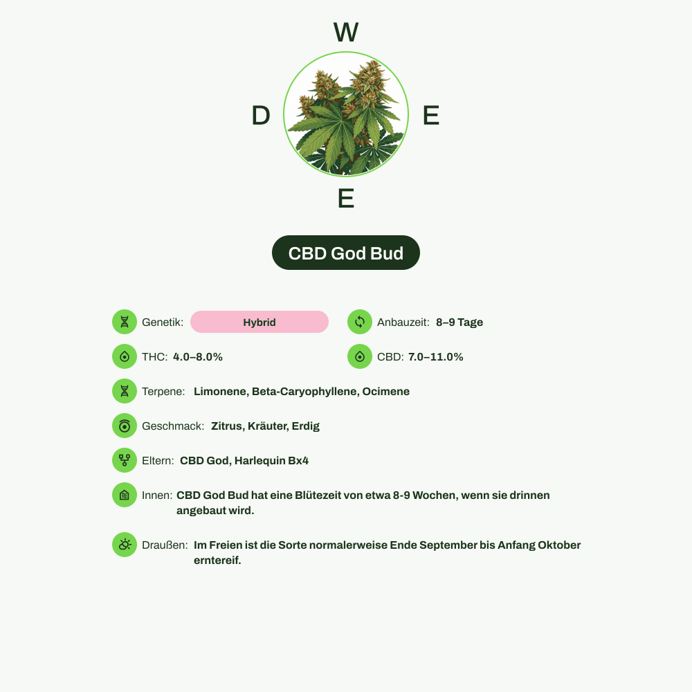 Infografik über THC-Gehalt, CBD-Gehalt, Terpene, Wirkungen, Geschmack von CBD God Bud