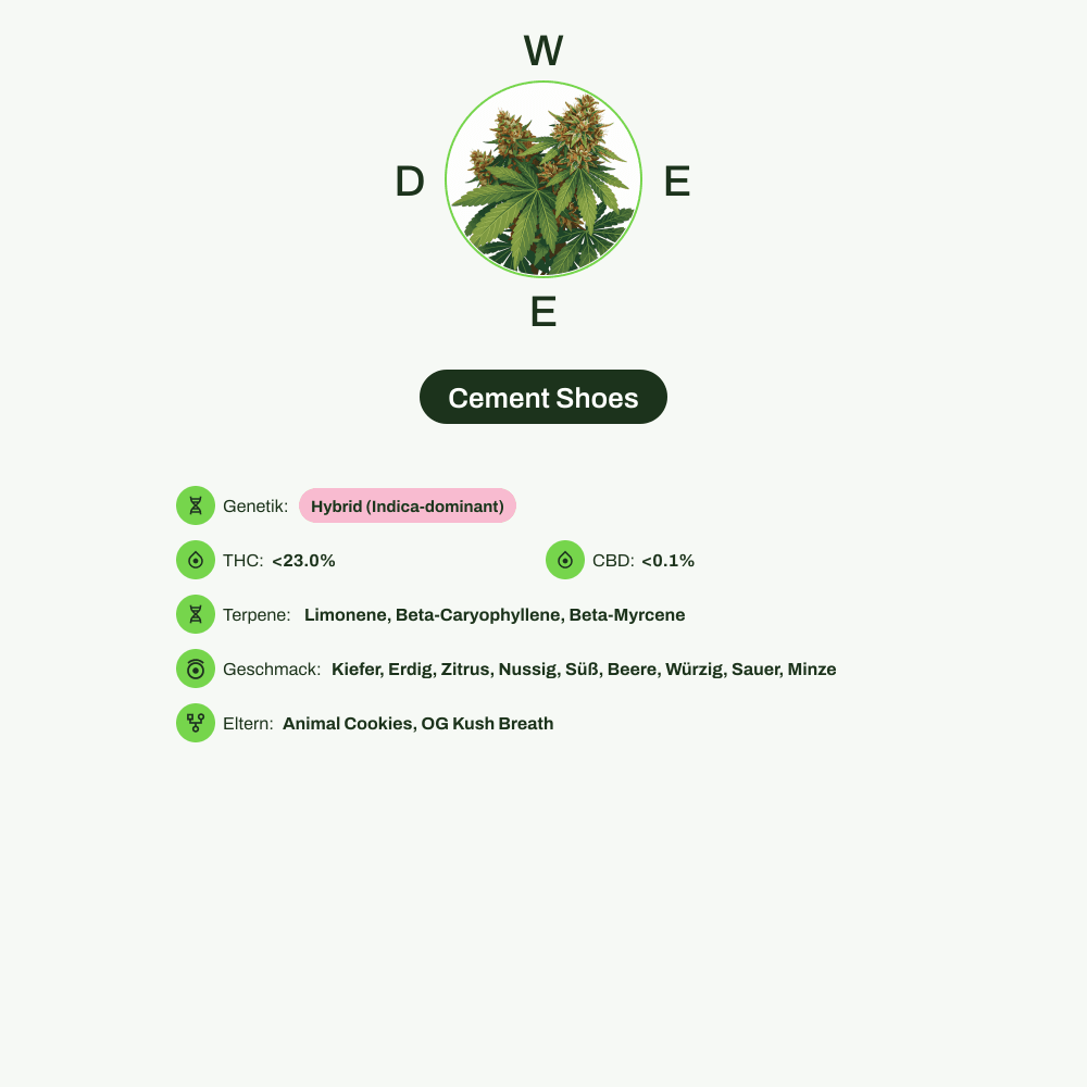 Infografik über THC-Gehalt, CBD-Gehalt, Terpene, Wirkungen, Geschmack von Cement Shoes