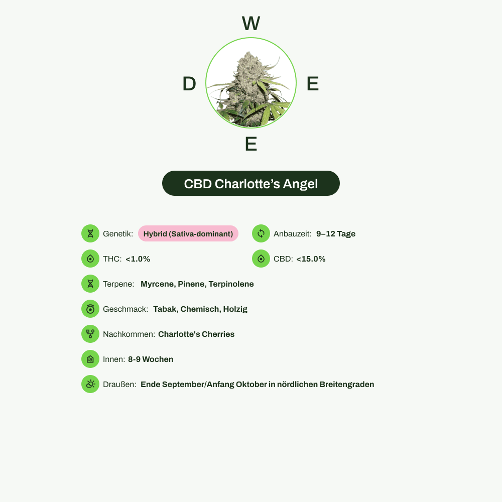 Infografik über THC-Gehalt, CBD-Gehalt, Terpene, Wirkungen, Geschmack von CBD Charlotte’s Angel