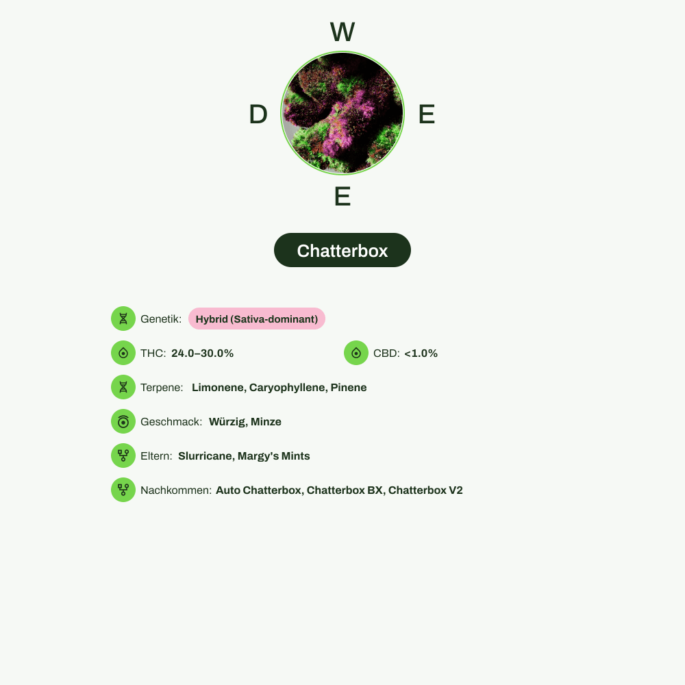 Infografik über THC-Gehalt, CBD-Gehalt, Terpene, Wirkungen, Geschmack von Chatterbox