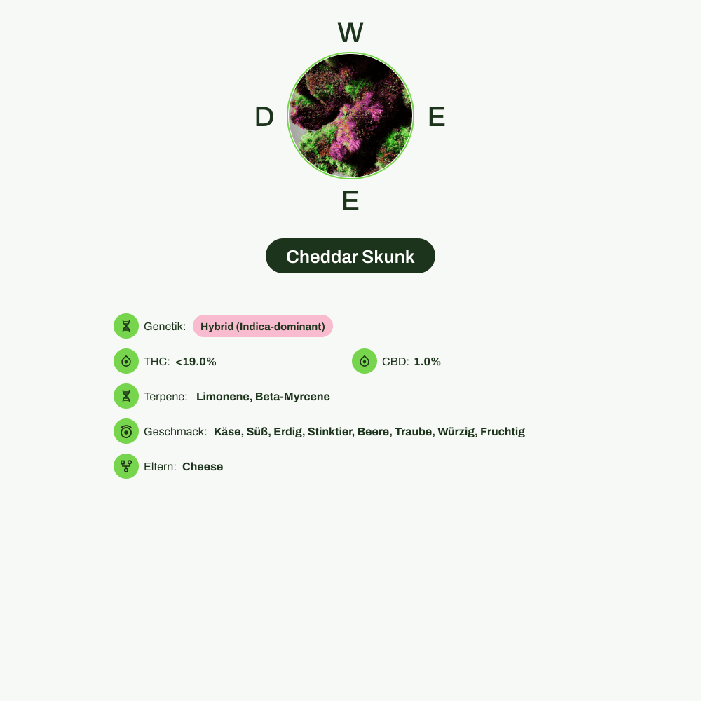 Infografik über THC-Gehalt, CBD-Gehalt, Terpene, Wirkungen, Geschmack von Cheddar Skunk