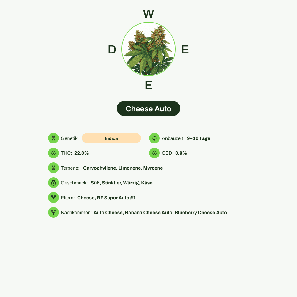 Infografik über THC-Gehalt, CBD-Gehalt, Terpene, Wirkungen, Geschmack von Cheese Auto