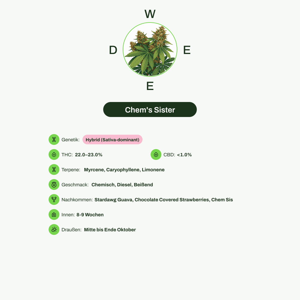 Infografik über THC-Gehalt, CBD-Gehalt, Terpene, Wirkungen, Geschmack von Chem's Sister