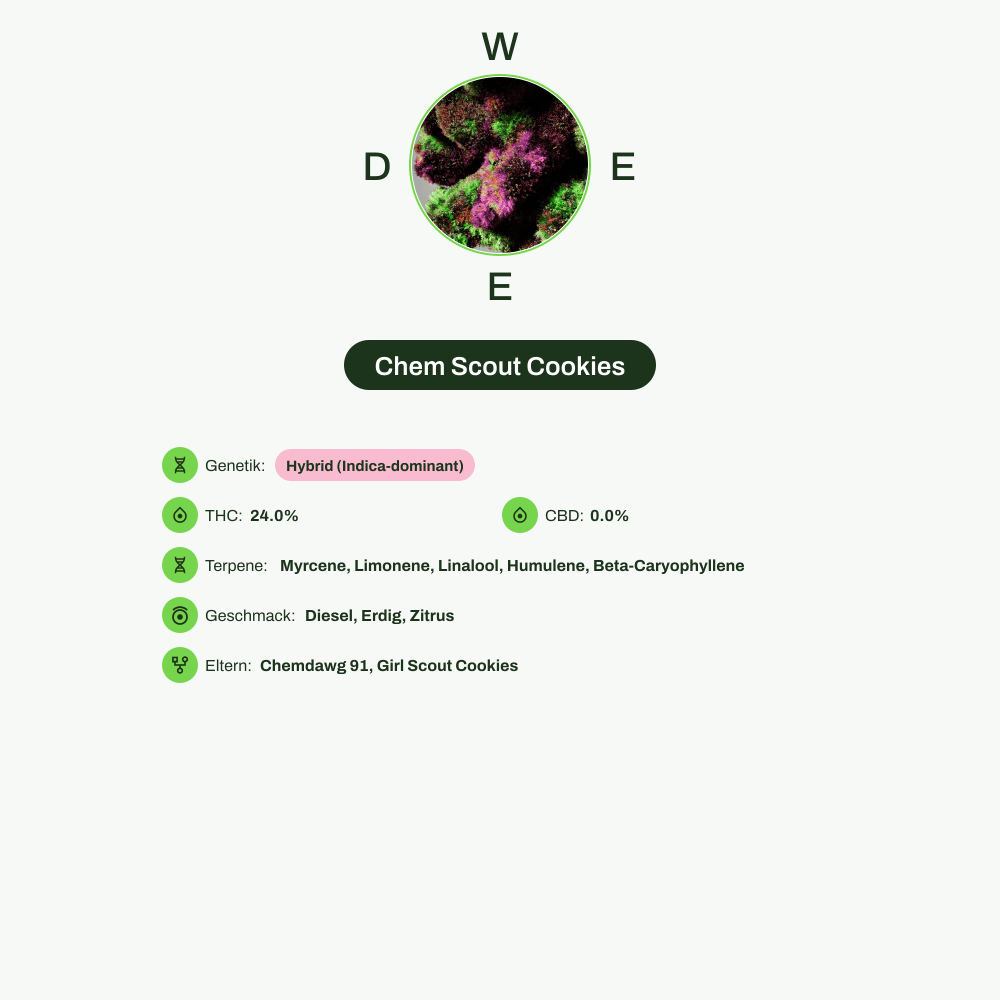 Infografik über THC-Gehalt, CBD-Gehalt, Terpene, Wirkungen, Geschmack von Chem Scout Cookies