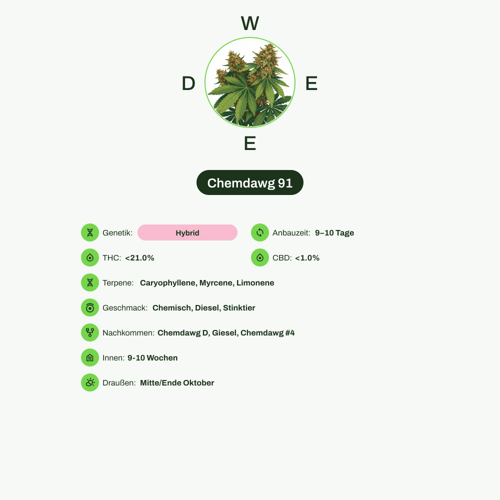 Infografik über THC-Gehalt, CBD-Gehalt, Terpene, Wirkungen, Geschmack von Chemdawg 91