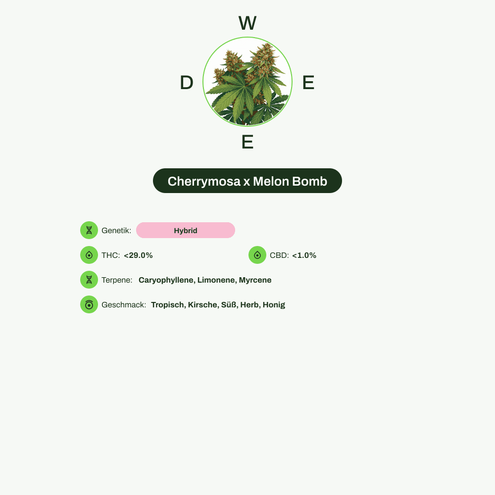 Infografik über THC-Gehalt, CBD-Gehalt, Terpene, Wirkungen, Geschmack von Cherrymosa x Melon Bomb