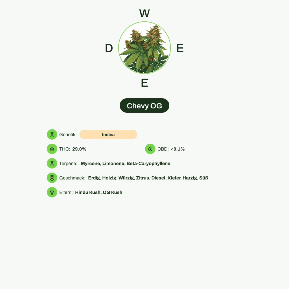 Infografik über THC-Gehalt, CBD-Gehalt, Terpene, Wirkungen, Geschmack von Chevy OG