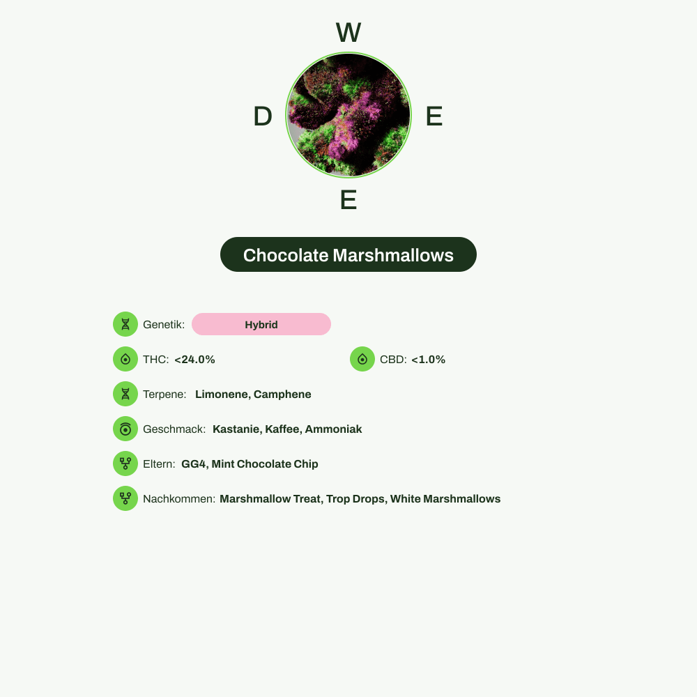 Infografik über THC-Gehalt, CBD-Gehalt, Terpene, Wirkungen, Geschmack von Chocolate Marshmallows