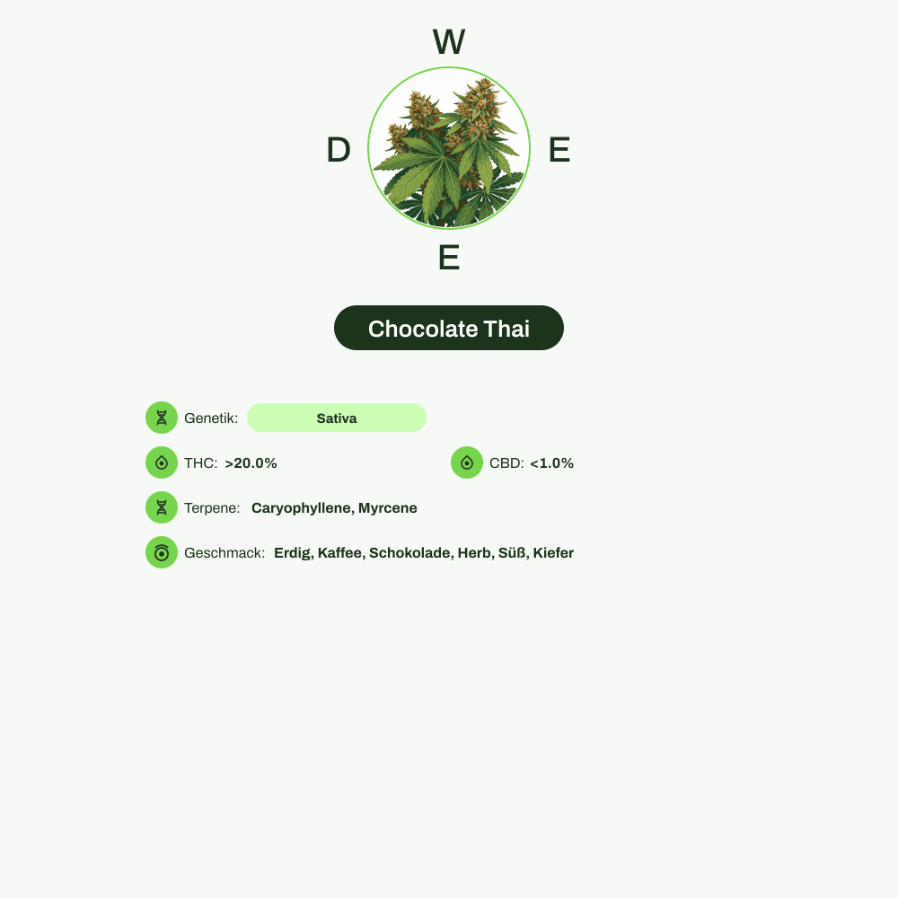 Infografik über THC-Gehalt, CBD-Gehalt, Terpene, Wirkungen, Geschmack von Chocolate Thai
