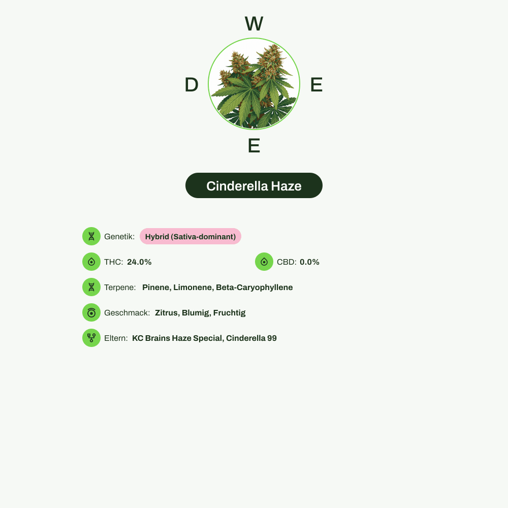 Infografik über THC-Gehalt, CBD-Gehalt, Terpene, Wirkungen, Geschmack von Cinderella Haze