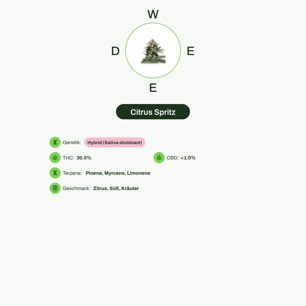 Infografik über THC-Gehalt, CBD-Gehalt, Terpene, Wirkungen, Geschmack von Citrus Spritz
