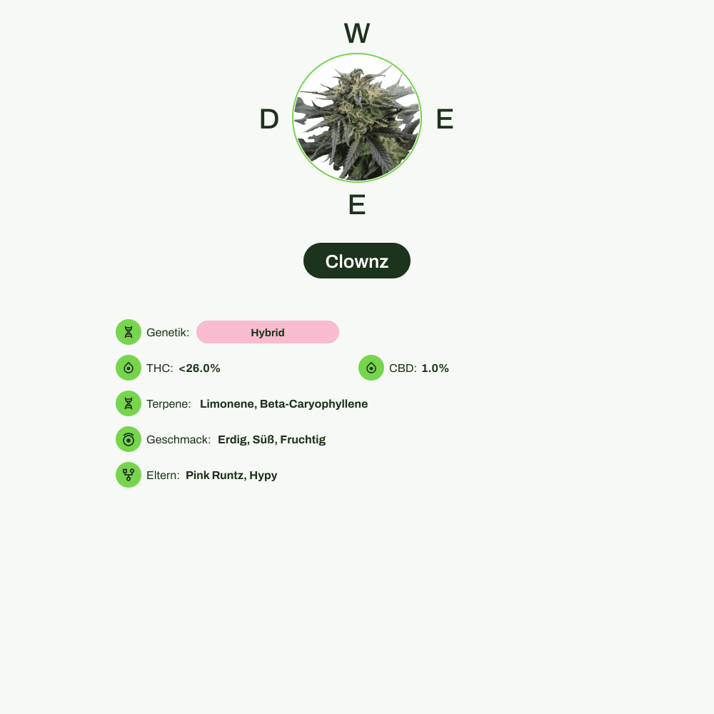 Infografik über THC-Gehalt, CBD-Gehalt, Terpene, Wirkungen, Geschmack von Clownz