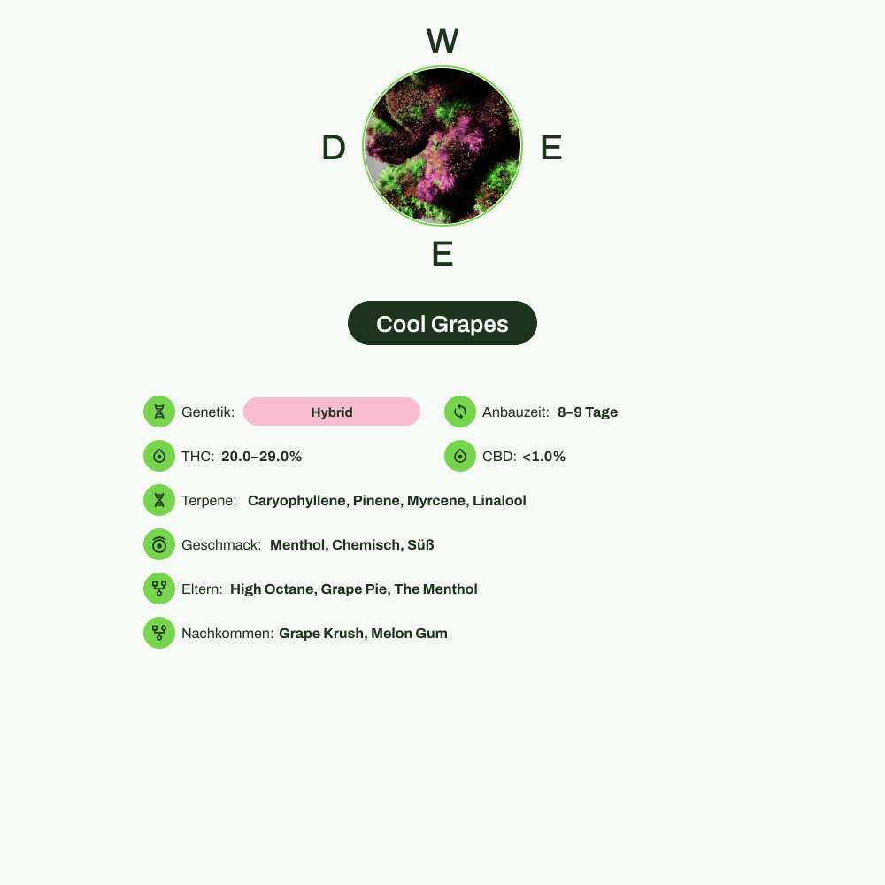 Infografik über THC-Gehalt, CBD-Gehalt, Terpene, Wirkungen, Geschmack von Cool Grapes