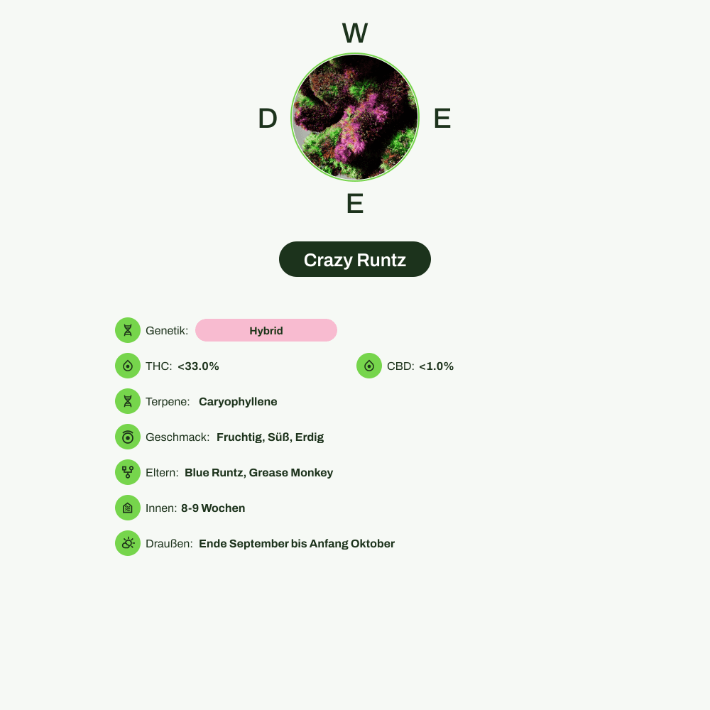 Infografik über THC-Gehalt, CBD-Gehalt, Terpene, Wirkungen, Geschmack von Crazy Runtz