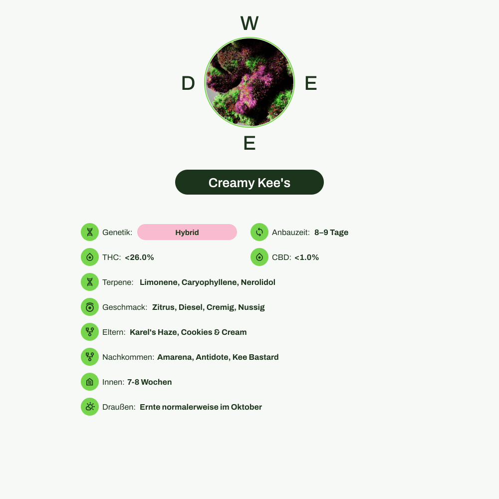 Infografik über THC-Gehalt, CBD-Gehalt, Terpene, Wirkungen, Geschmack von Creamy Kee's