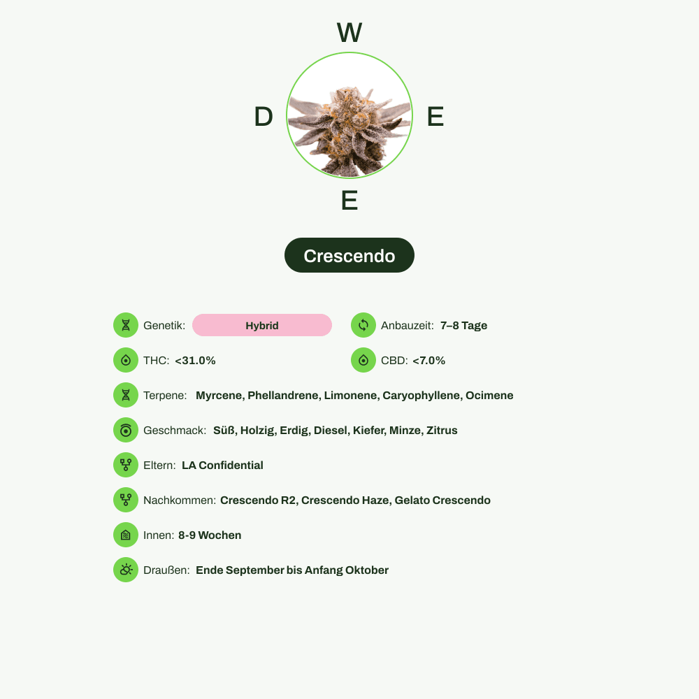 Infografik über THC-Gehalt, CBD-Gehalt, Terpene, Wirkungen, Geschmack von Crescendo