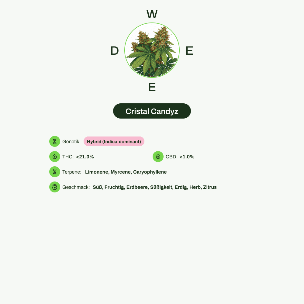 Infografik über THC-Gehalt, CBD-Gehalt, Terpene, Wirkungen, Geschmack von Cristal Candyz
