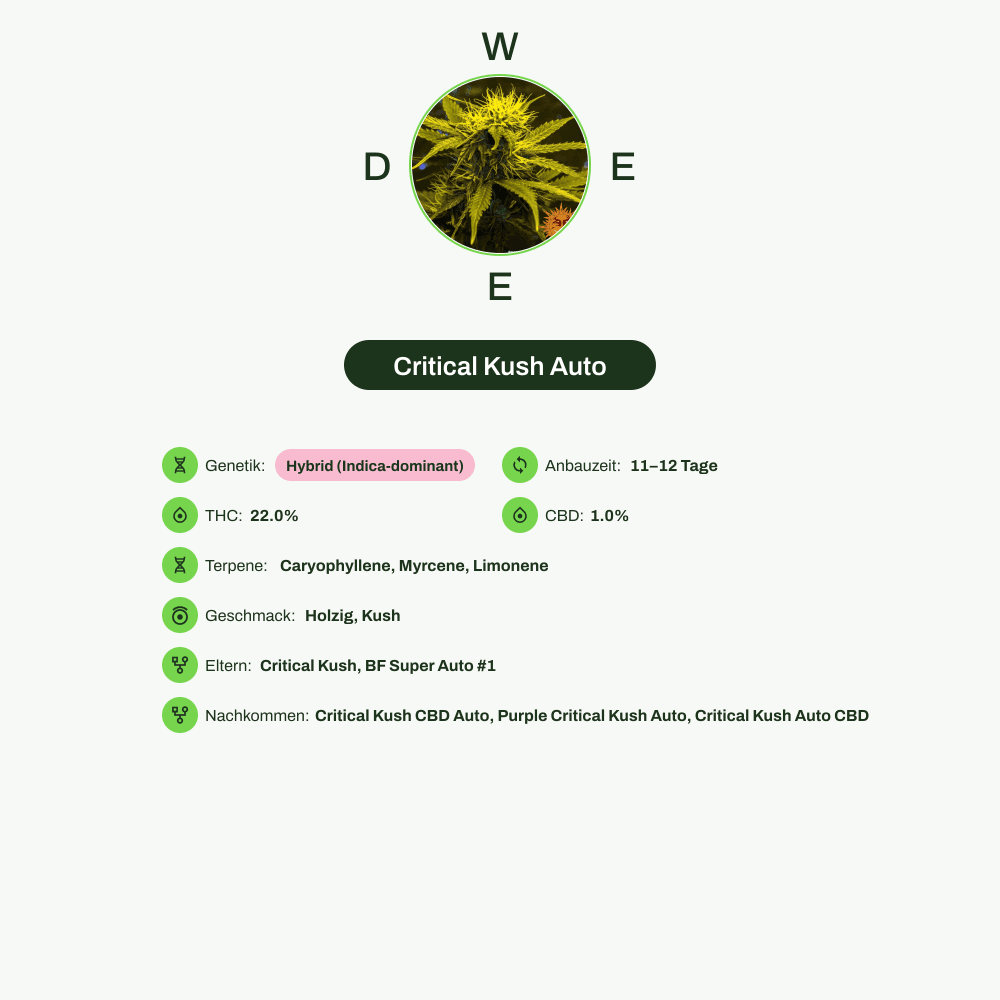 Infografik über THC-Gehalt, CBD-Gehalt, Terpene, Wirkungen, Geschmack von Critical Kush Auto