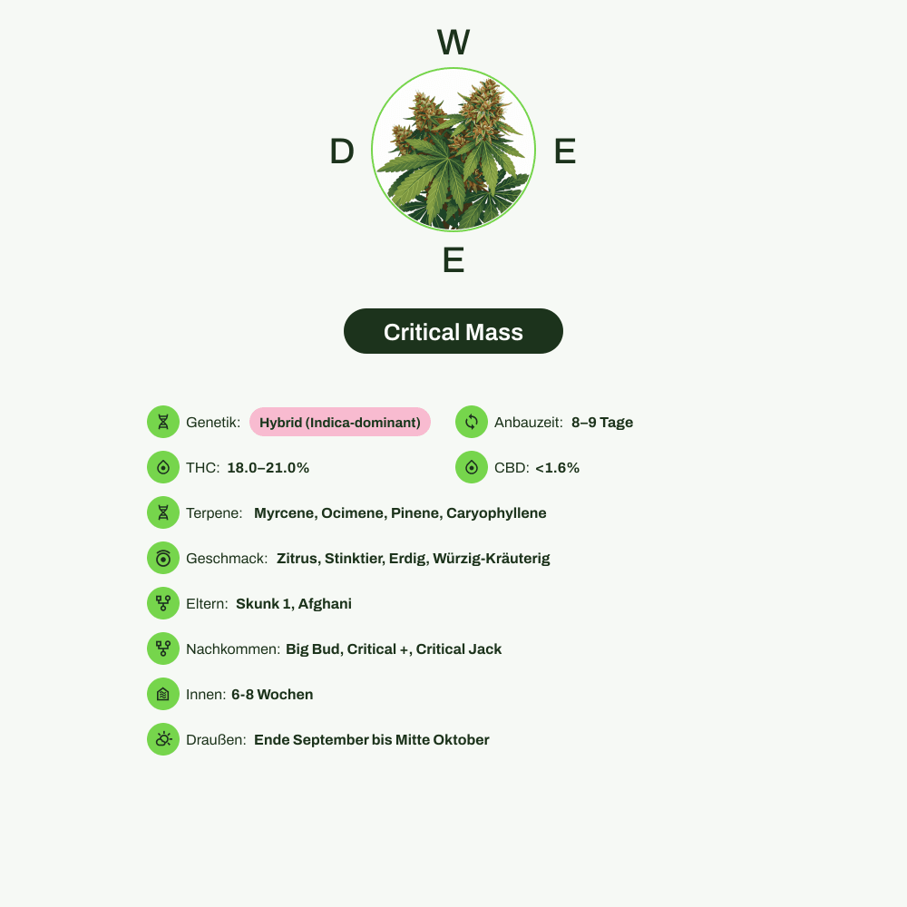 Infografik über THC-Gehalt, CBD-Gehalt, Terpene, Wirkungen, Geschmack von Critical Mass