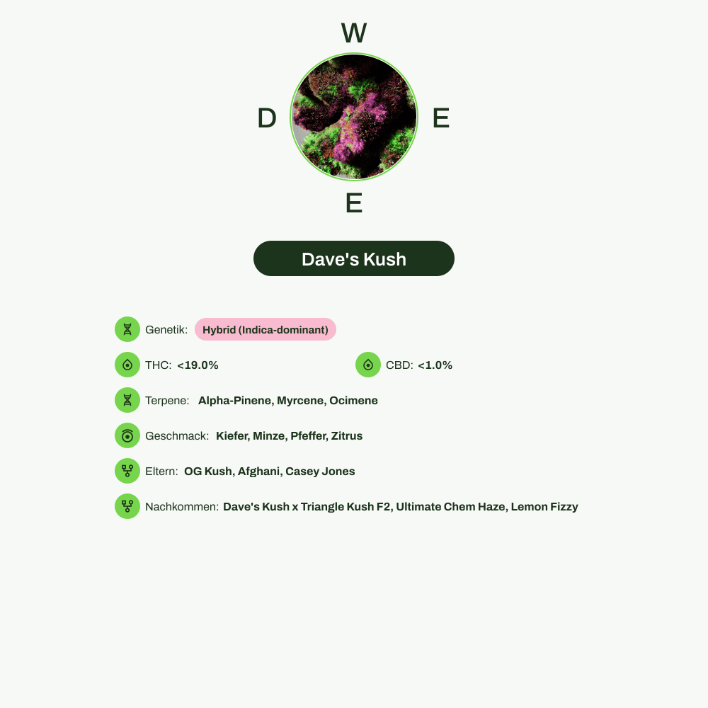 Infografik über THC-Gehalt, CBD-Gehalt, Terpene, Wirkungen, Geschmack von Dave's Kush