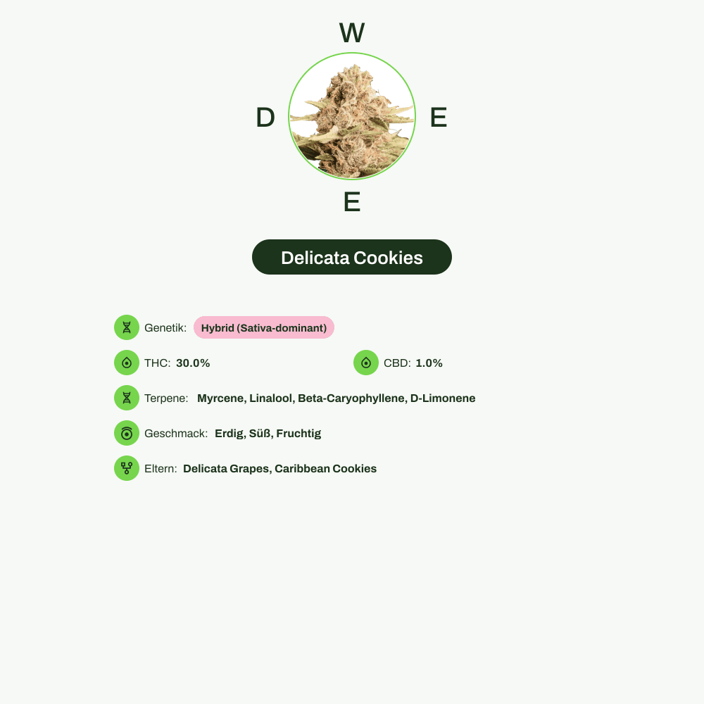 Infografik über THC-Gehalt, CBD-Gehalt, Terpene, Wirkungen, Geschmack von Delicata Cookies