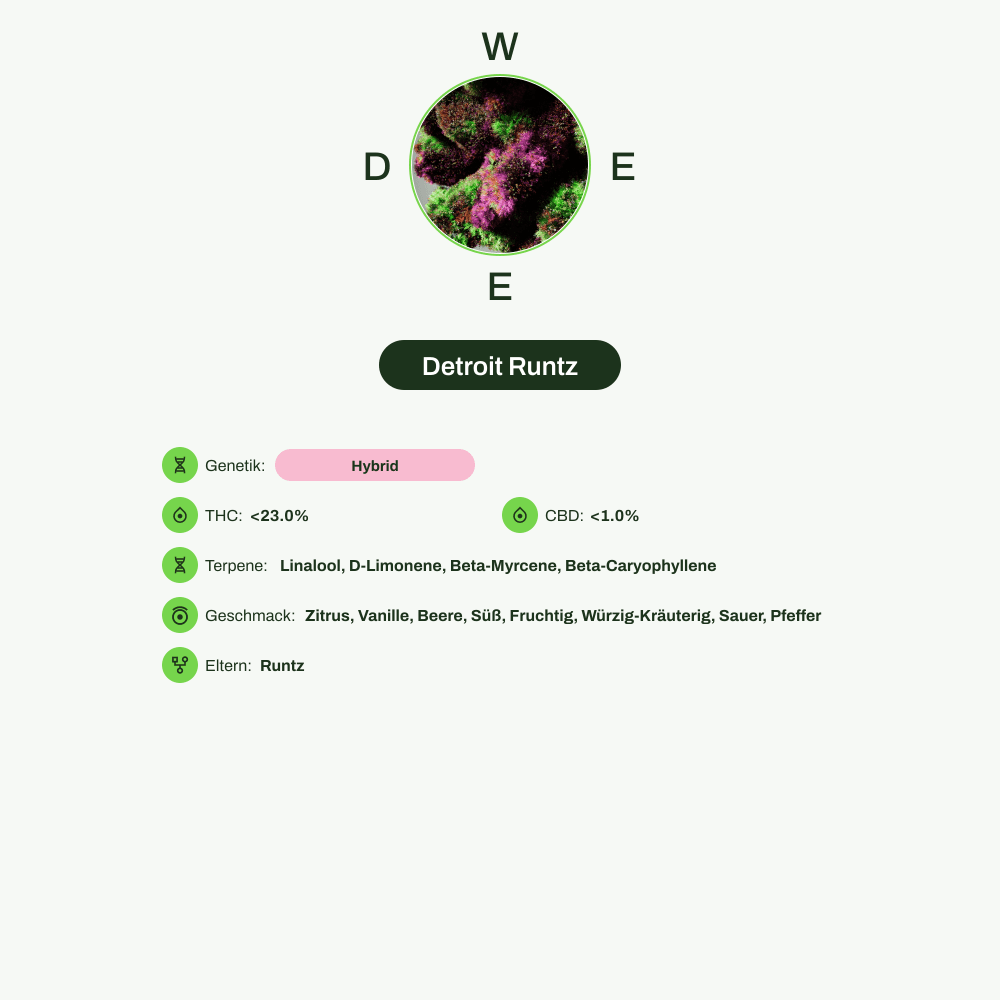 Infografik über THC-Gehalt, CBD-Gehalt, Terpene, Wirkungen, Geschmack von Detroit Runtz