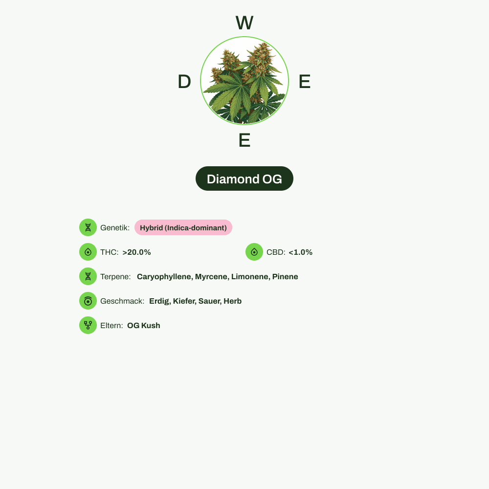 Infografik über THC-Gehalt, CBD-Gehalt, Terpene, Wirkungen, Geschmack von Diamond OG