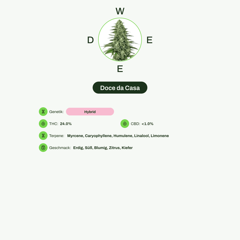 Infografik über THC-Gehalt, CBD-Gehalt, Terpene, Wirkungen, Geschmack von Doce da Casa