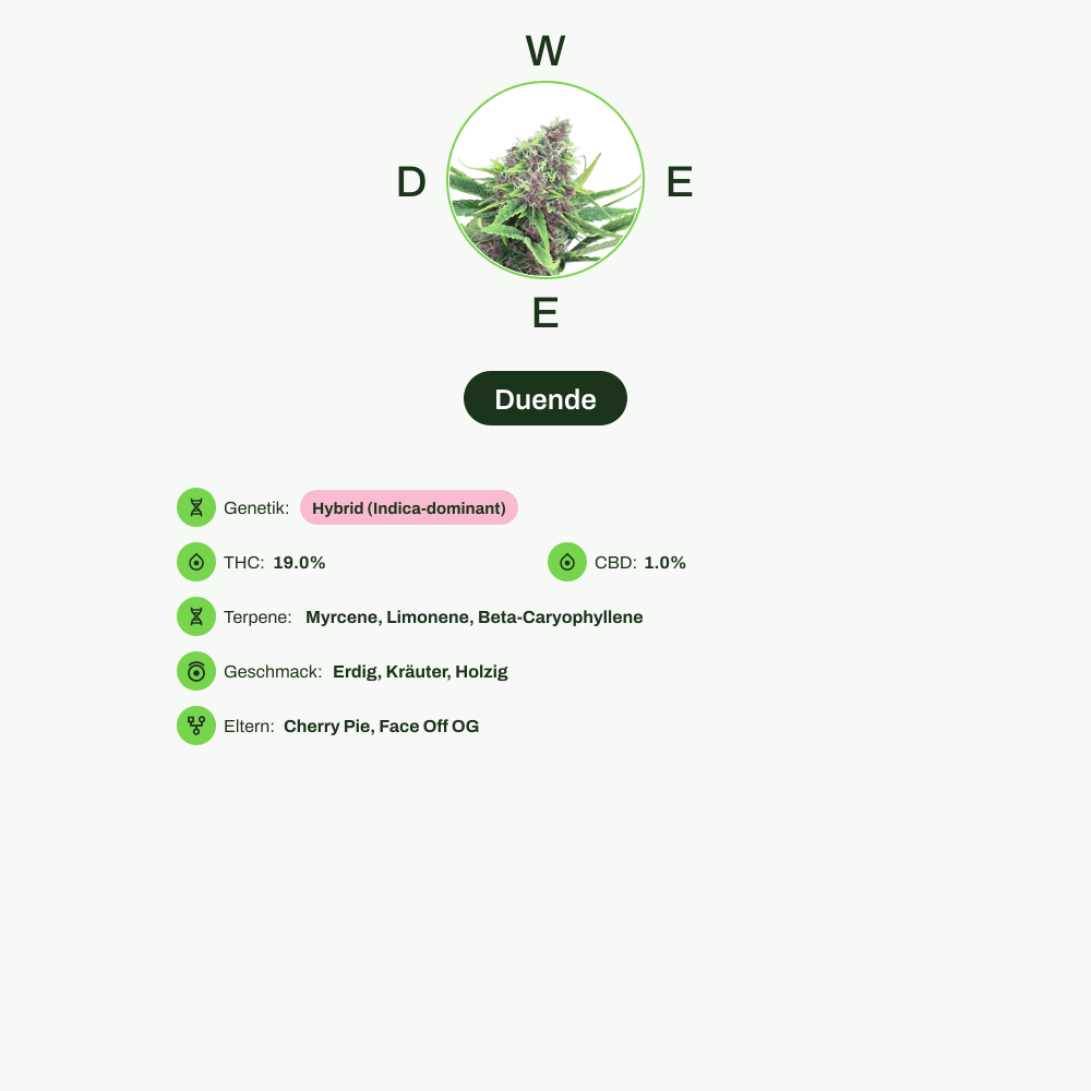 Infografik über THC-Gehalt, CBD-Gehalt, Terpene, Wirkungen, Geschmack von Duende