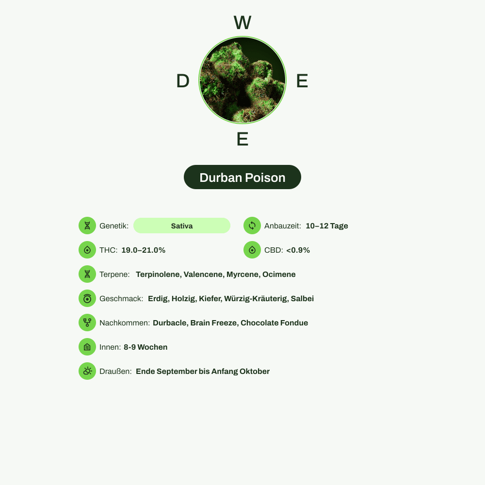 Infografik über THC-Gehalt, CBD-Gehalt, Terpene, Wirkungen, Geschmack von Durban Poison