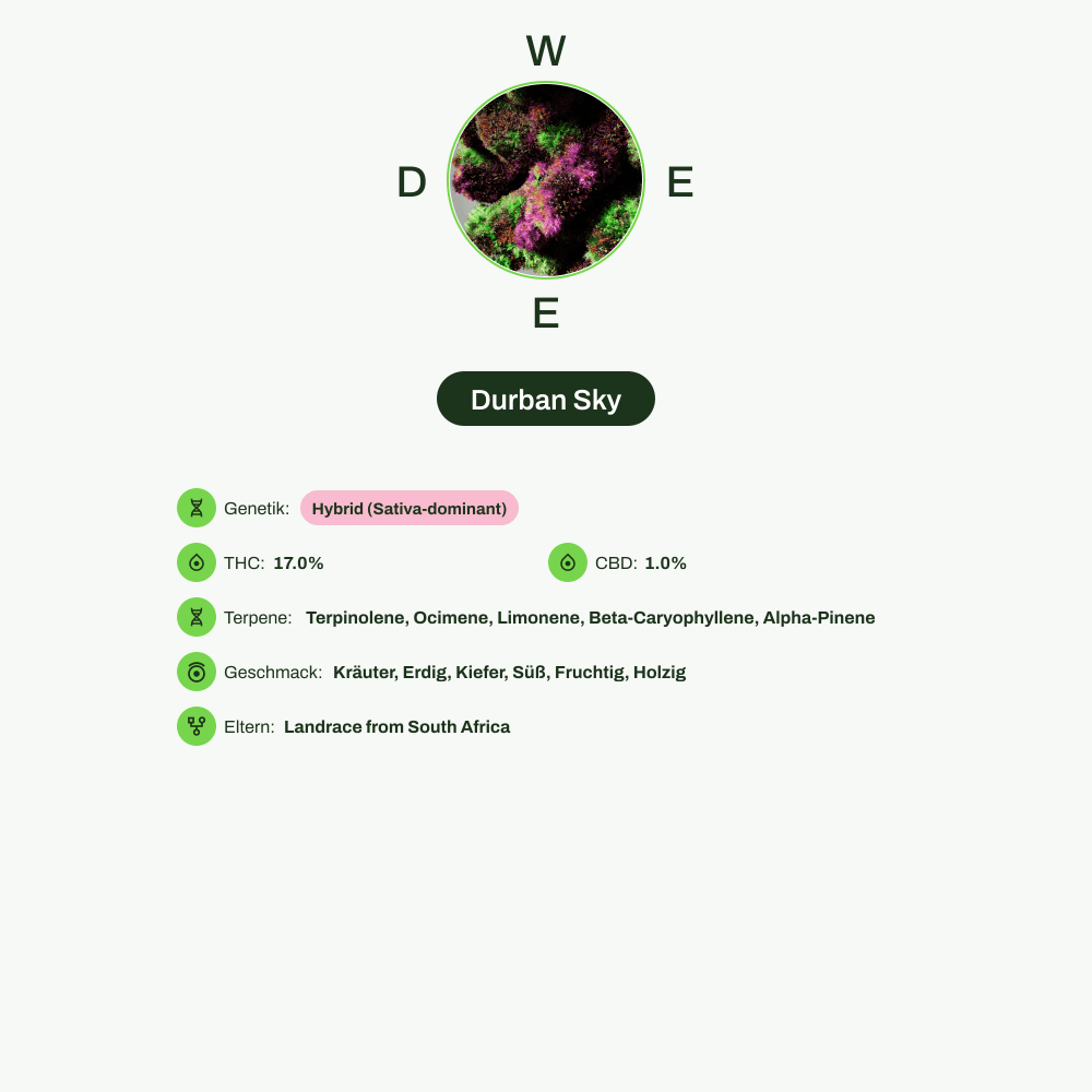 Infografik über THC-Gehalt, CBD-Gehalt, Terpene, Wirkungen, Geschmack von Durban Sky