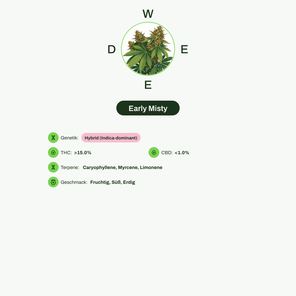 Infografik über THC-Gehalt, CBD-Gehalt, Terpene, Wirkungen, Geschmack von Early Misty
