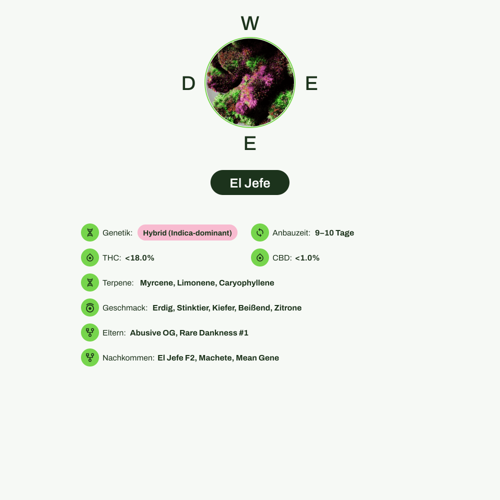 Infografik über THC-Gehalt, CBD-Gehalt, Terpene, Wirkungen, Geschmack von El Jefe