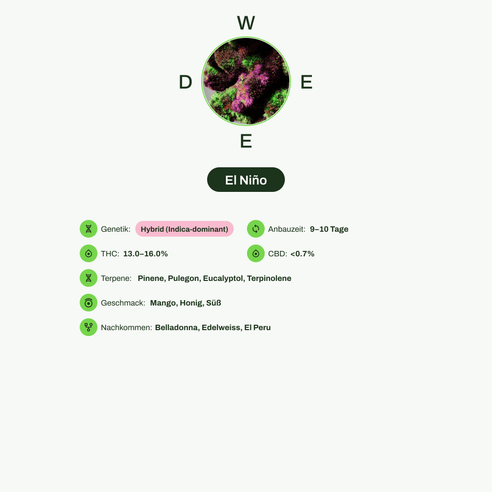 Infografik über THC-Gehalt, CBD-Gehalt, Terpene, Wirkungen, Geschmack von El Niño