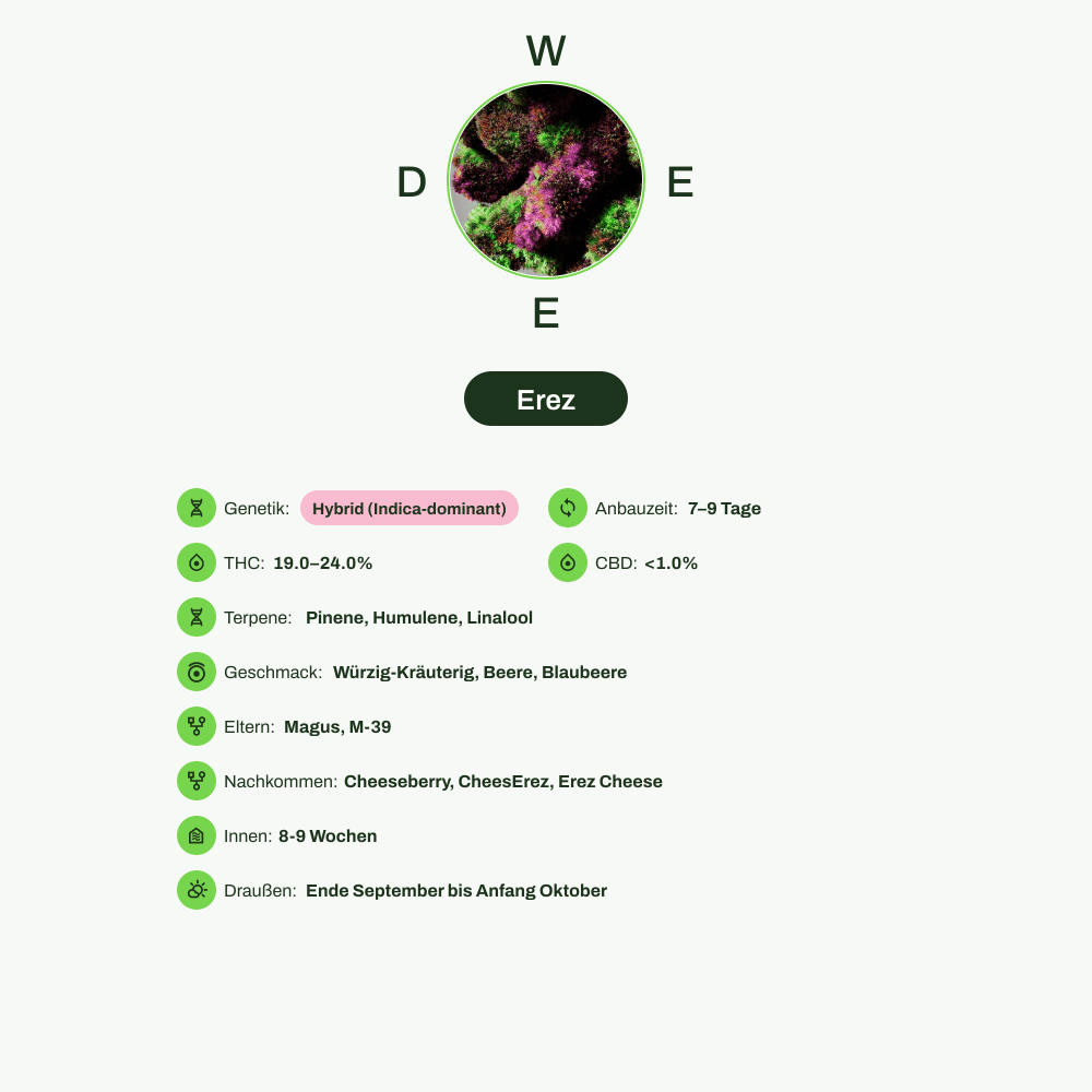 Infografik über THC-Gehalt, CBD-Gehalt, Terpene, Wirkungen, Geschmack von Erez