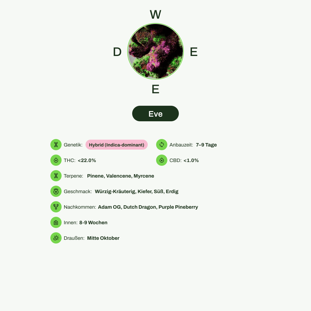 Infografik über THC-Gehalt, CBD-Gehalt, Terpene, Wirkungen, Geschmack von Eve