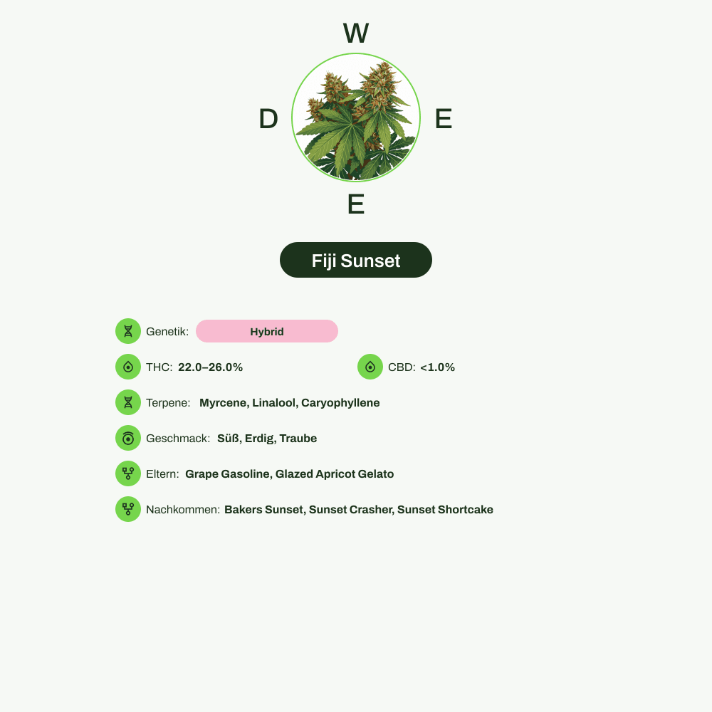 Infografik über THC-Gehalt, CBD-Gehalt, Terpene, Wirkungen, Geschmack von Fiji Sunset
