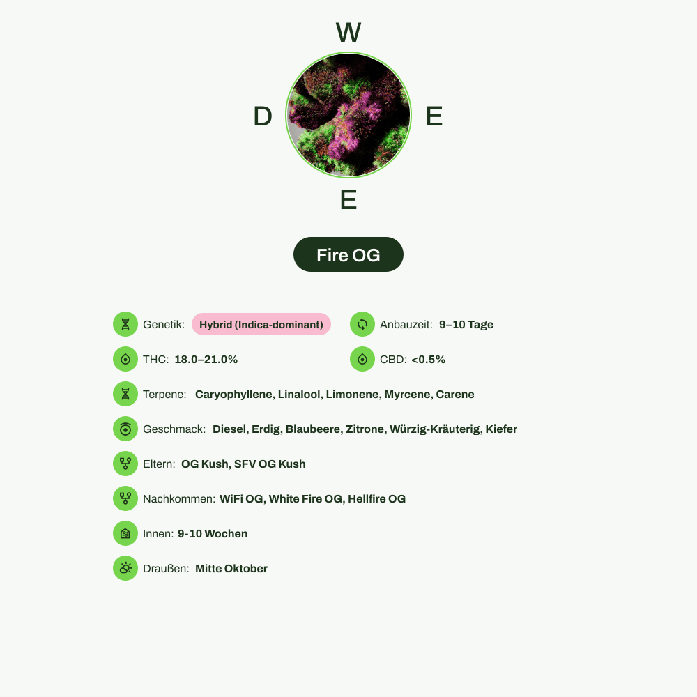 Infografik über THC-Gehalt, CBD-Gehalt, Terpene, Wirkungen, Geschmack von Fire OG