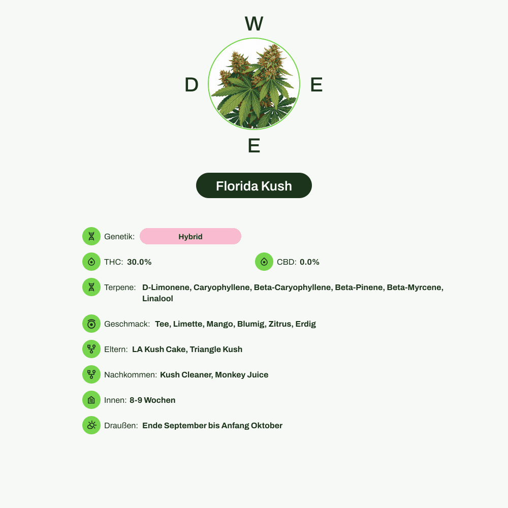 Infografik über THC-Gehalt, CBD-Gehalt, Terpene, Wirkungen, Geschmack von Florida Kush