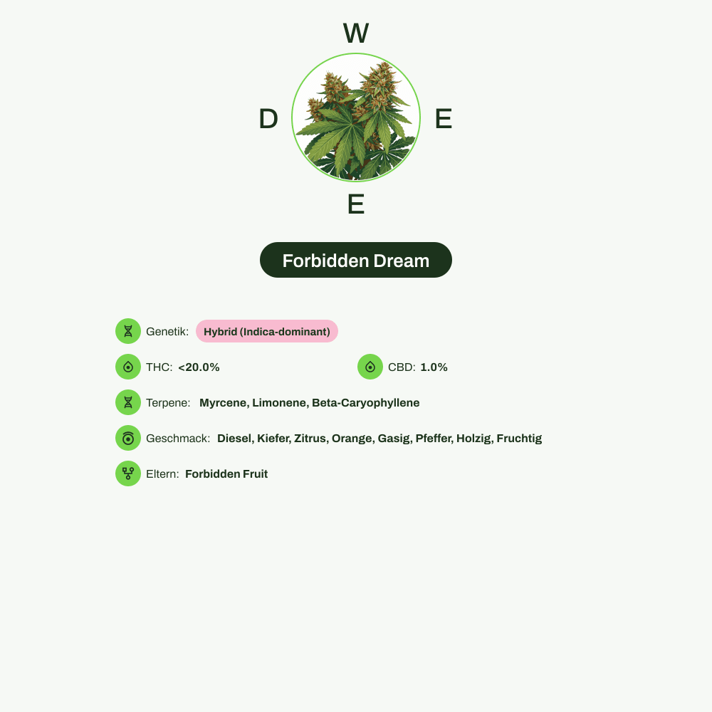Infografik über THC-Gehalt, CBD-Gehalt, Terpene, Wirkungen, Geschmack von Forbidden Dream