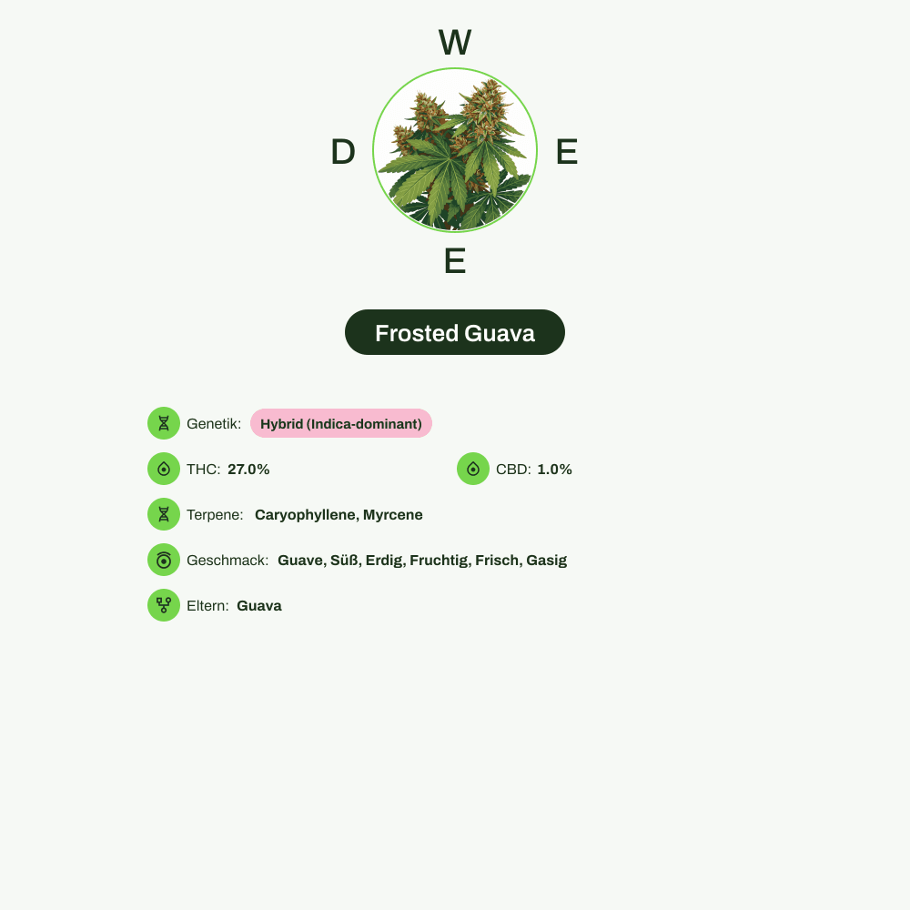 Infografik über THC-Gehalt, CBD-Gehalt, Terpene, Wirkungen, Geschmack von Frosted Guava
